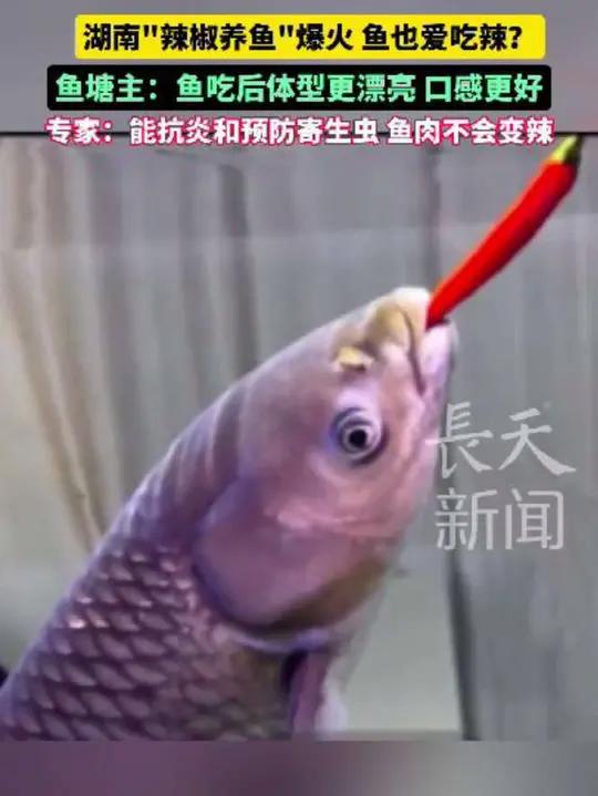 湖南“辣椒养鱼”爆火 鱼也爱吃辣?专家:能抗炎和预防寄生虫 鱼肉不会变辣 