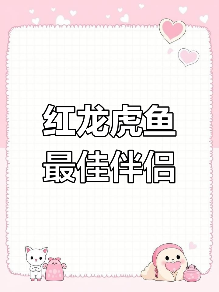 雪麒麟猪仔鱼:适合与红龙虎鱼混养的南美猛将