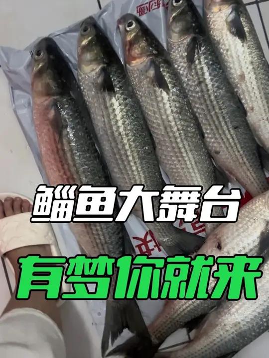鲻鱼大舞台,够胆你就来,快来挑战爆杆的快乐 爆护钓鱼高手鲻鱼户外钓鱼钓大物