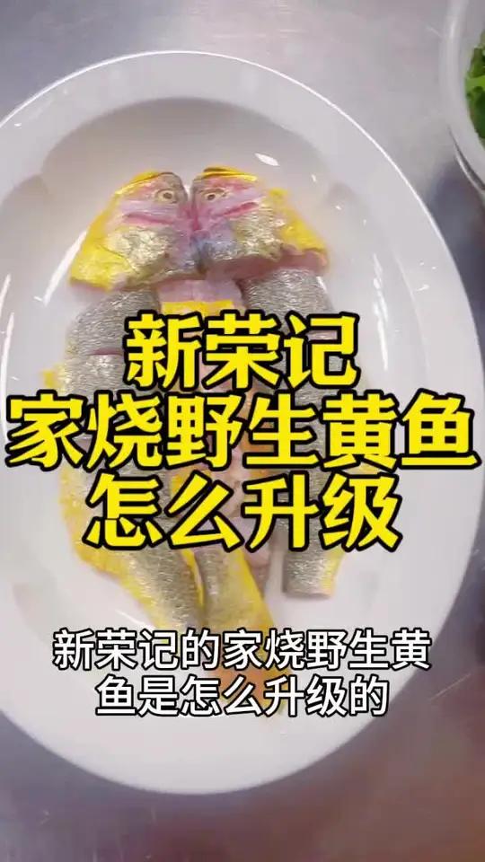 新荣记家烧野生黄鱼怎么升级?