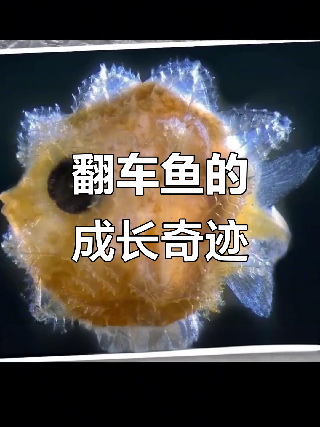 翻车鱼从小到大的惊人变化，体重暴增六千万倍