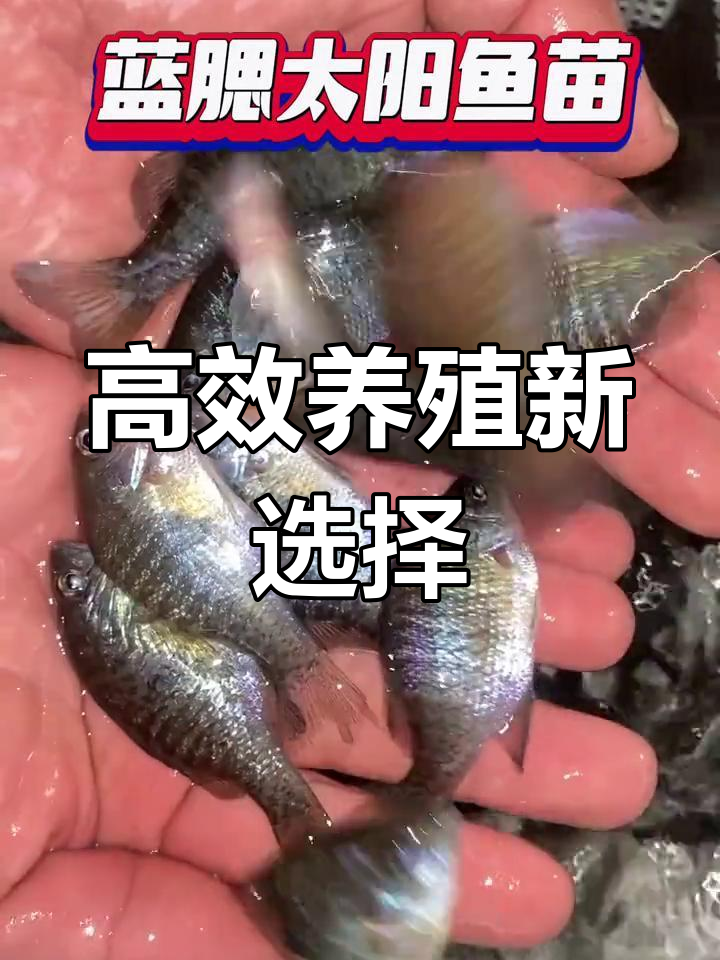 蓝腮太阳鱼,耐寒耐低氧,养殖周期短,适合多种环境