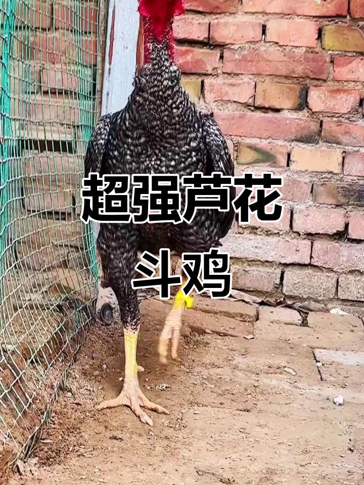 芦花斗鸡:超重腿、硬邦邦,龙鳞嘴大牛脖能打