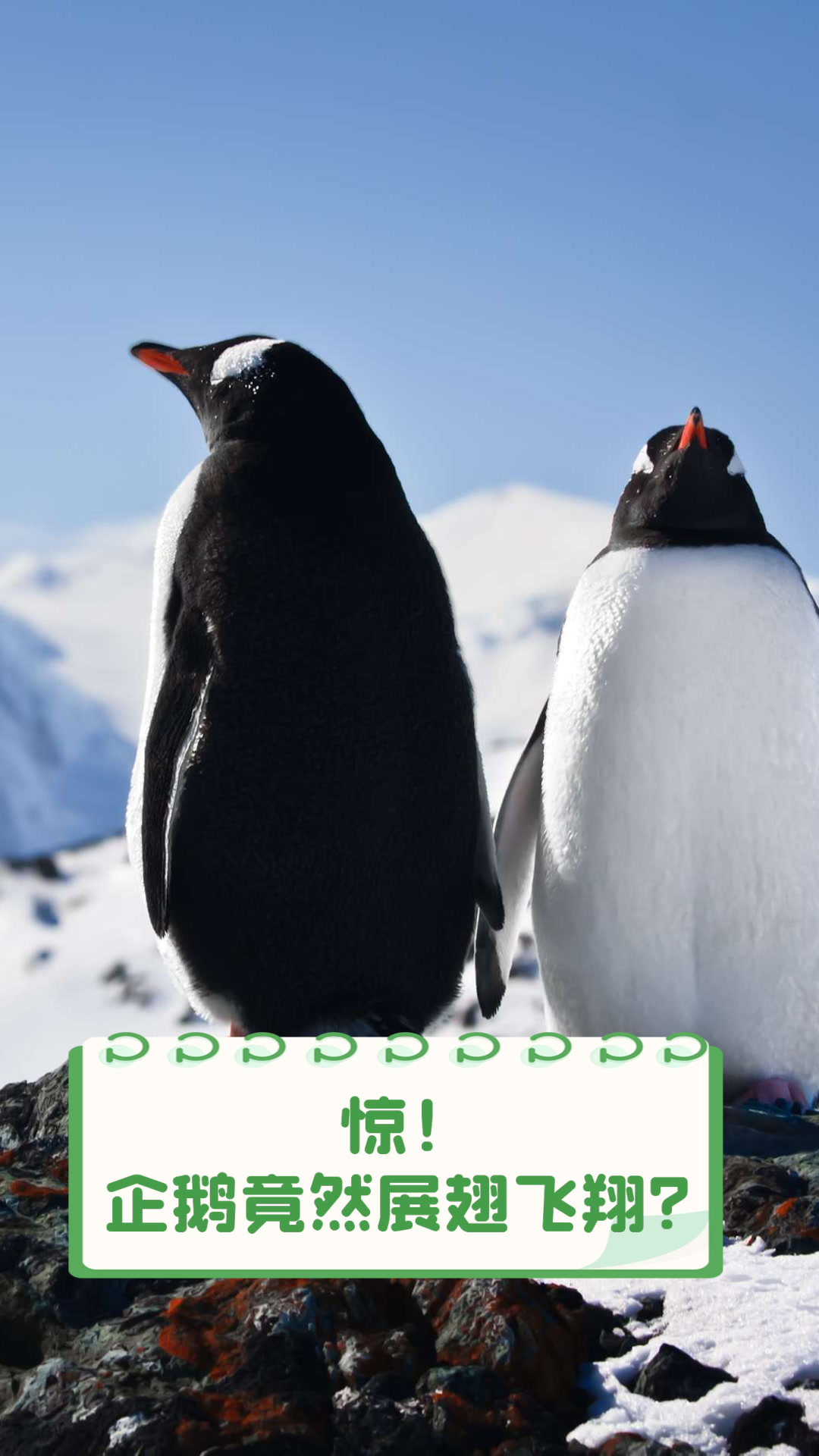 惊!企鹅竟然展翅飞翔?