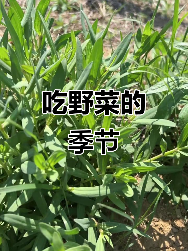 春天里的山麻楂,大自然的馈赠与乡村乐趣