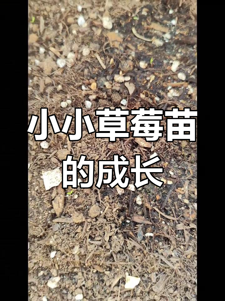 草莓种子发芽,爱与生命的奇迹