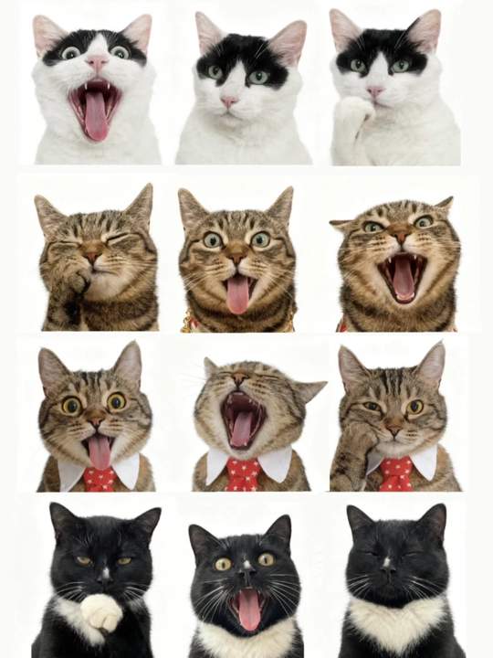 多猫家庭怎么做九宫格壁纸？会点P图和抠图就能做