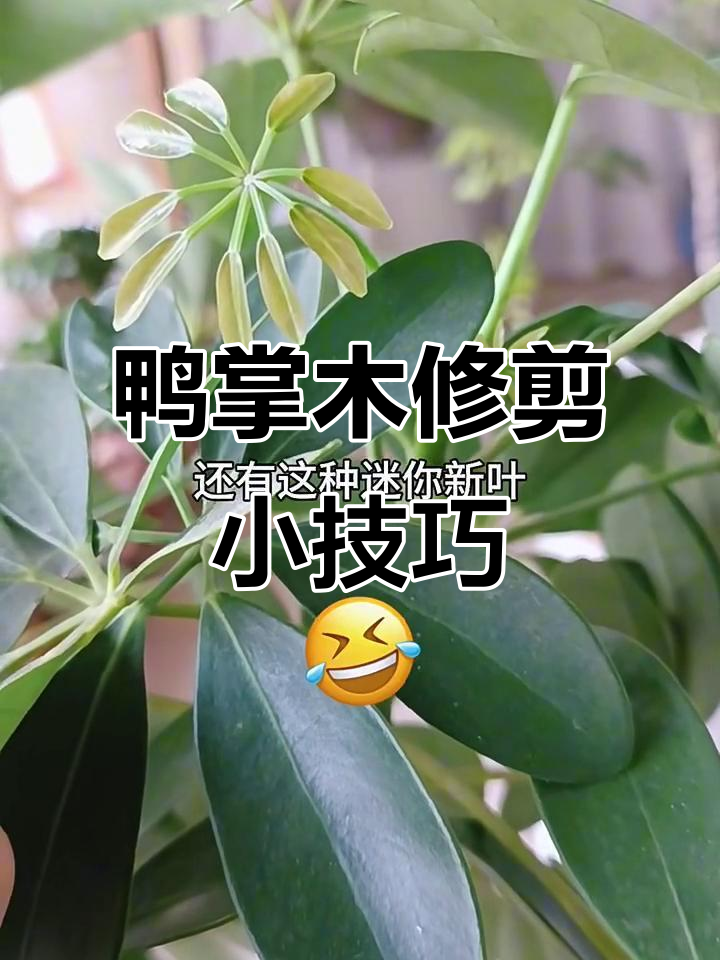 鸭掌木新枝条疯狂长,修剪技巧大公开