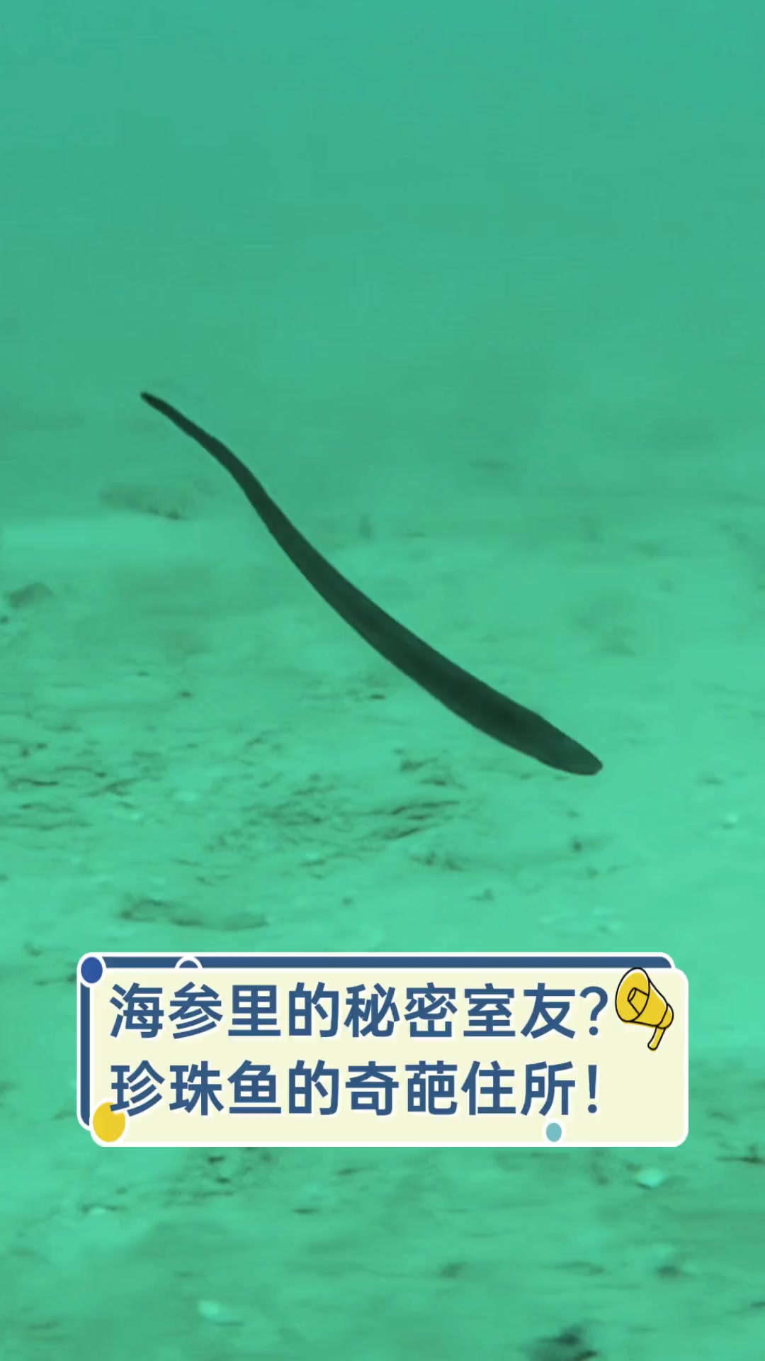 海参里的秘密室友?珍珠鱼的奇葩住所!