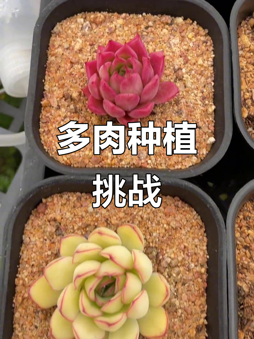 田园土养多肉20天，生长状态大揭秘