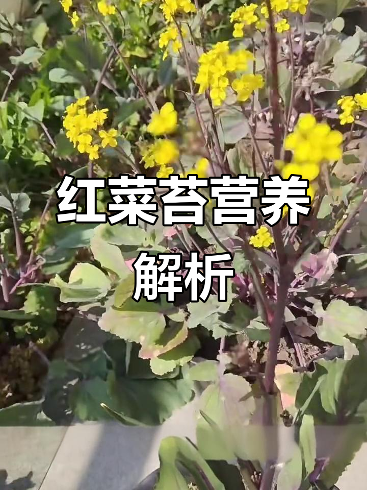 红菜苔的营养价值与食用注意事项,了解维生素A、C的益处