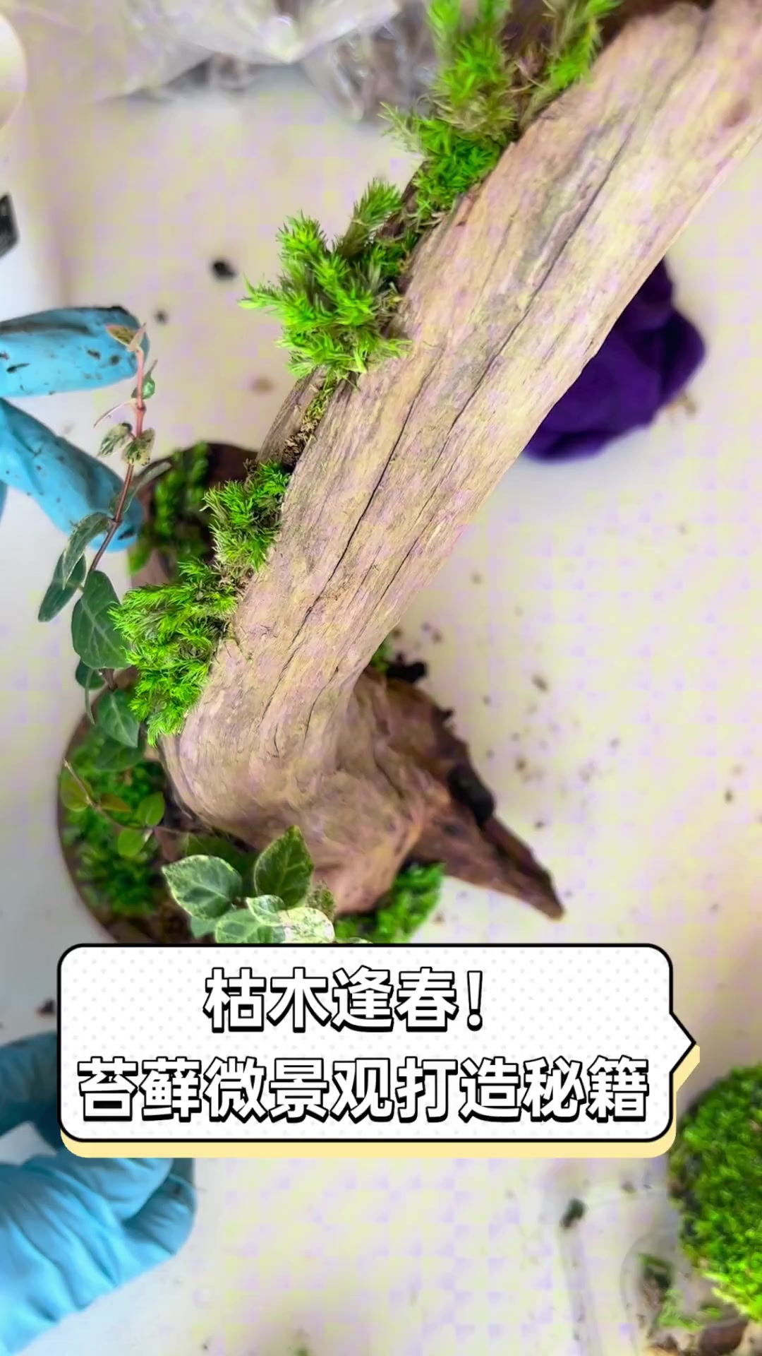 枯木逢春!苔藓微景观打造秘籍