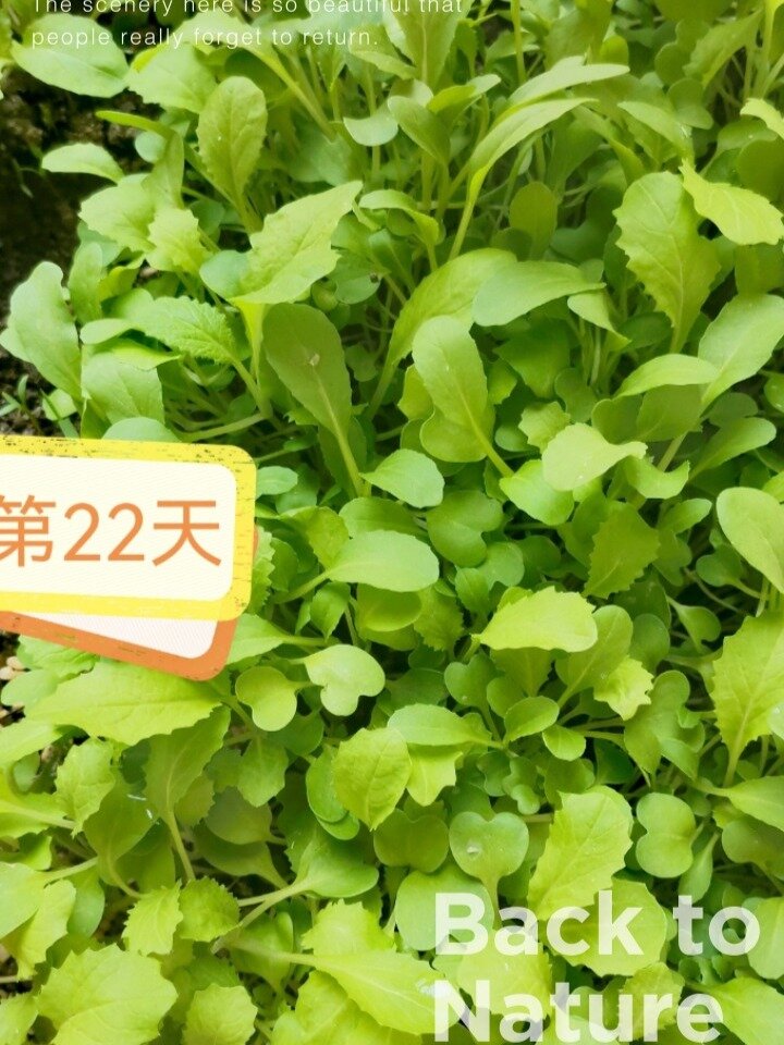 小白菜的生长日记