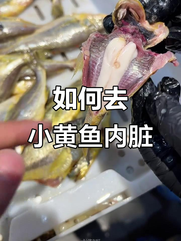 小黄鱼内脏清理技巧,简单几步搞定