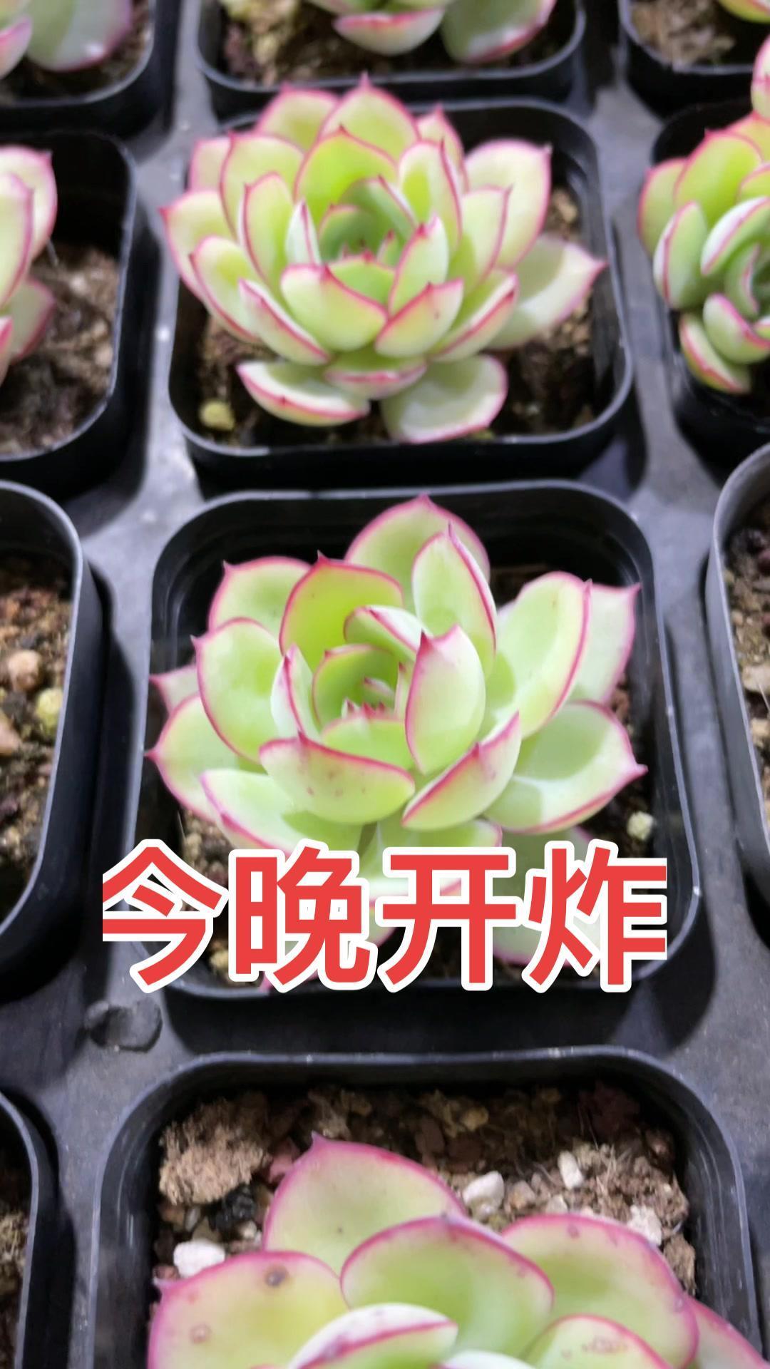 牡丹亭啊这个品种确实是让人爱不释手!多肉植物 多肉直播 肉肉的世界 养肉肉 也许某个瞬间就