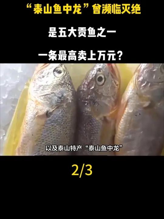 “泰山鱼中龙”曾濒临灭绝,是五大贡鱼之一,一条最高卖上万元?
