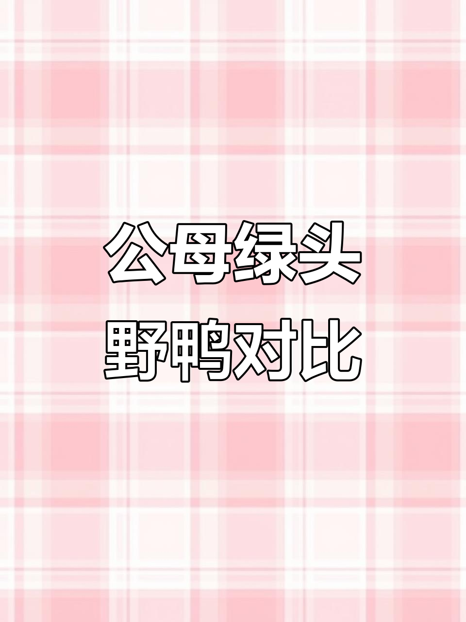 绿头野鸭公母对比,飞行能力超乎想象