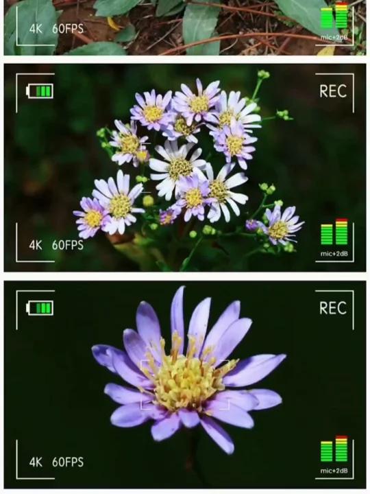 魅力中草药每日一药之紫菀,全景展示药材从田间到药房的生命历程!药为医之魂,药材好、药才好!