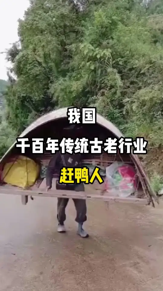 我国即将消失的职业赶鸭人,乡村生活中的独特风景