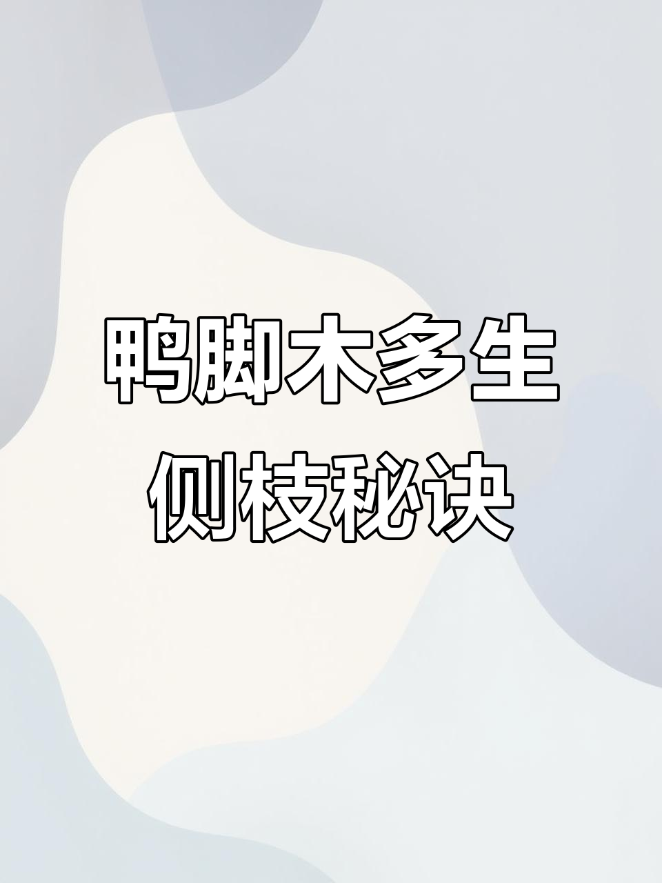 鸭脚木打顶技巧，轻松促进侧枝生长