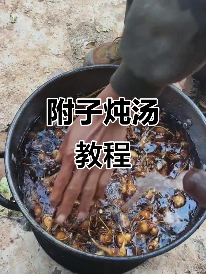 附子炖汤的正确做法,辣火腿与新鲜猪肉的完美搭配