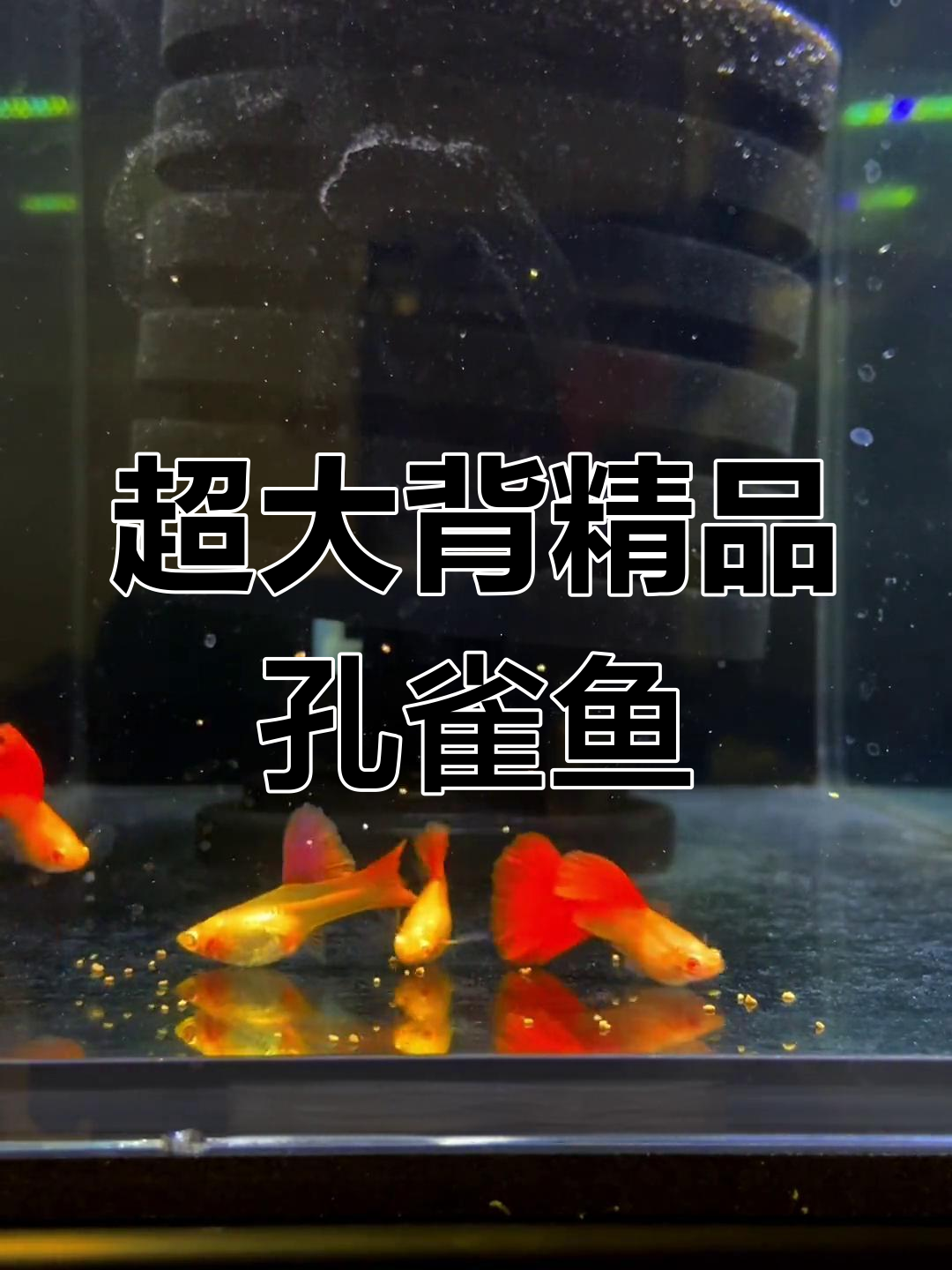 超大背蛇王孔雀鱼引种,公母配对超值