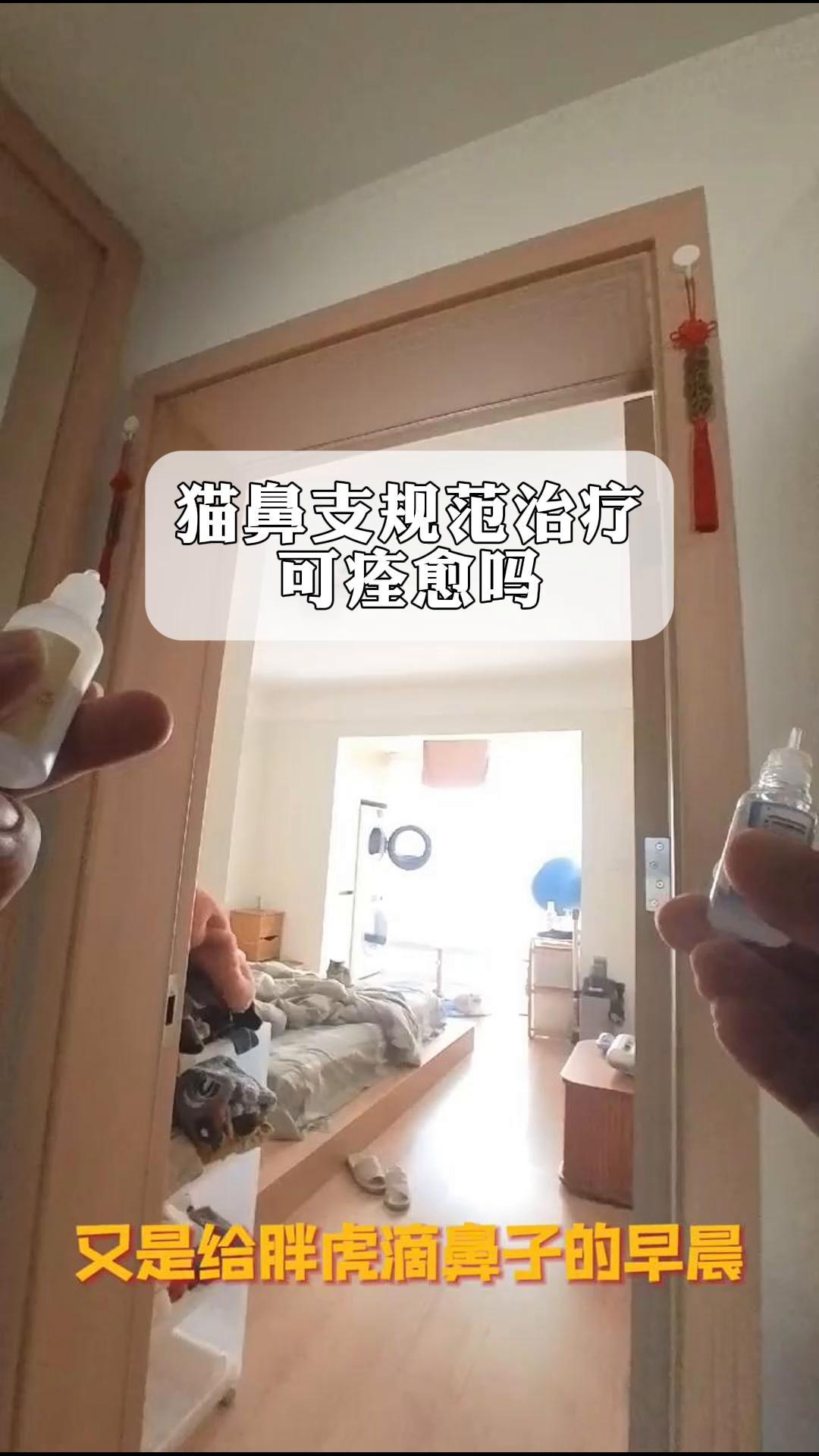 猫鼻支规范治疗可痊愈吗