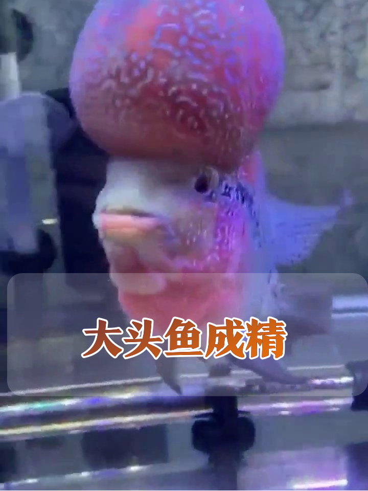 鱼界寿星公!头比身子大的罗汉鱼,网友:戴肿瘤帽上班?