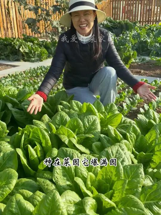 沙拉菜种植简单,菜园、花盆都能长得好 田园生活 我的小菜园 沙拉菜