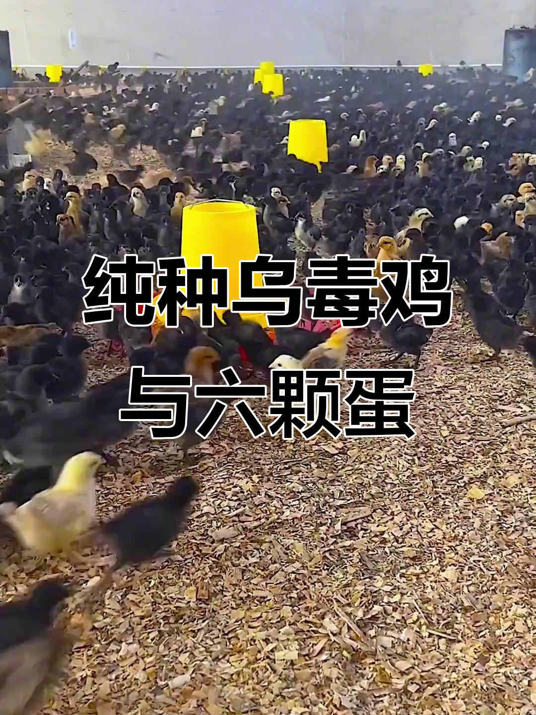 正宗乌骨鸡苗，麻羽绿壳蛋，养殖技术全教给你