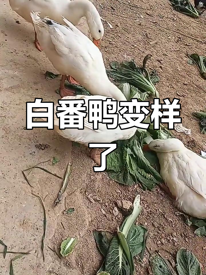 买的白番鸭,怎么嘴巴黄黄的?完全不像图片上的样子!