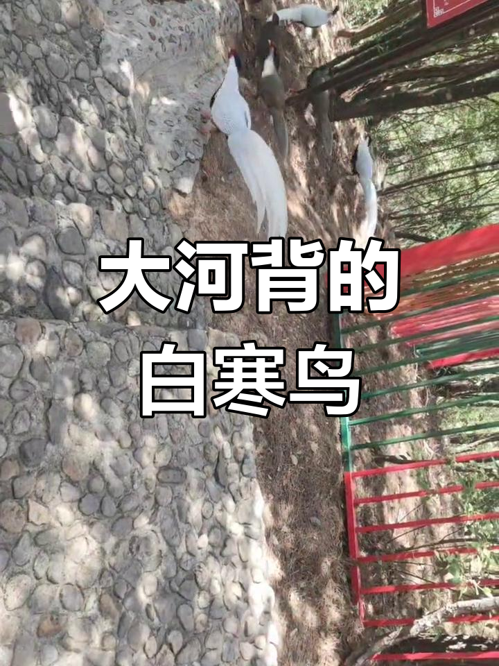 新年大河背游玩,白寒鸟成家养鸡
