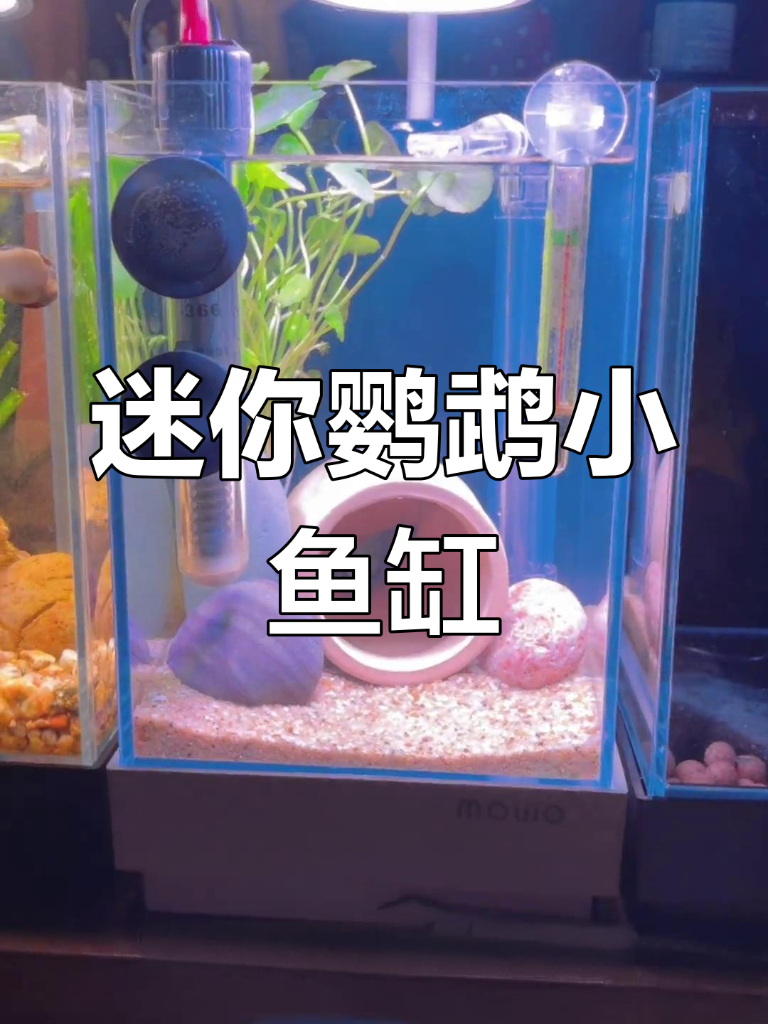 小鱼缸造景:迷你鹦鹉的温馨小家,打造一居室