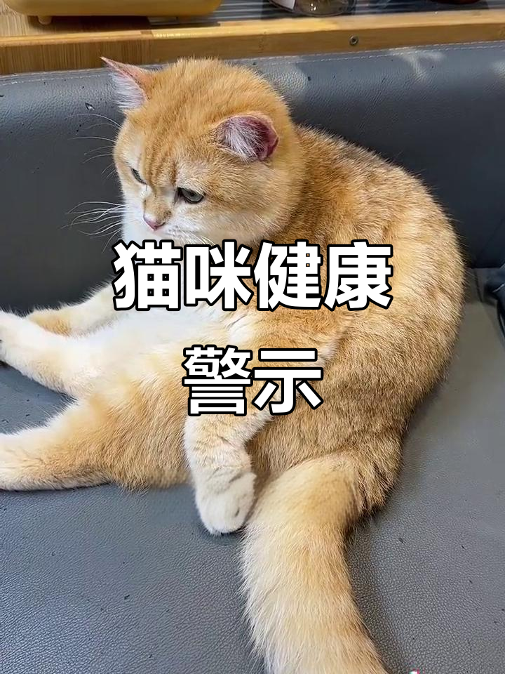 猫咪呕吐、母鸡蹲,可能是毛球问题,别忽视!