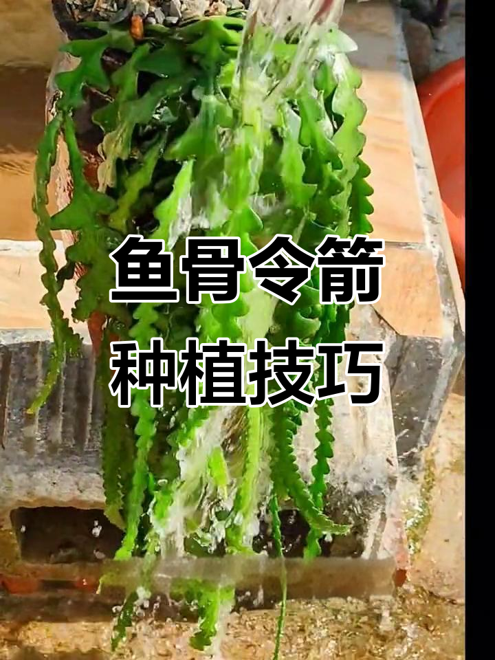 鱼骨令箭养护全攻略:轻松种出美丽垂钓造型