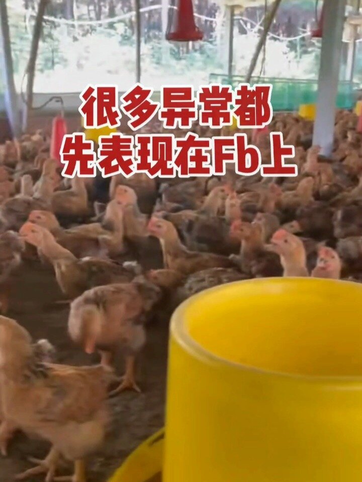 鸡粪大全来了