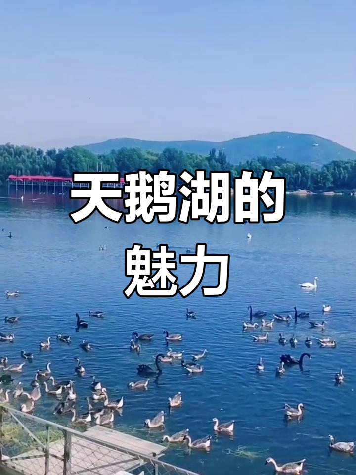 泰山天鹅湖:山水间的美丽天堂