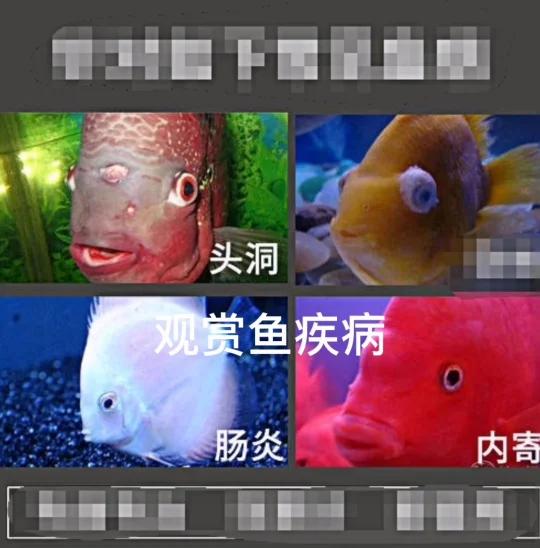 观赏鱼疾病
