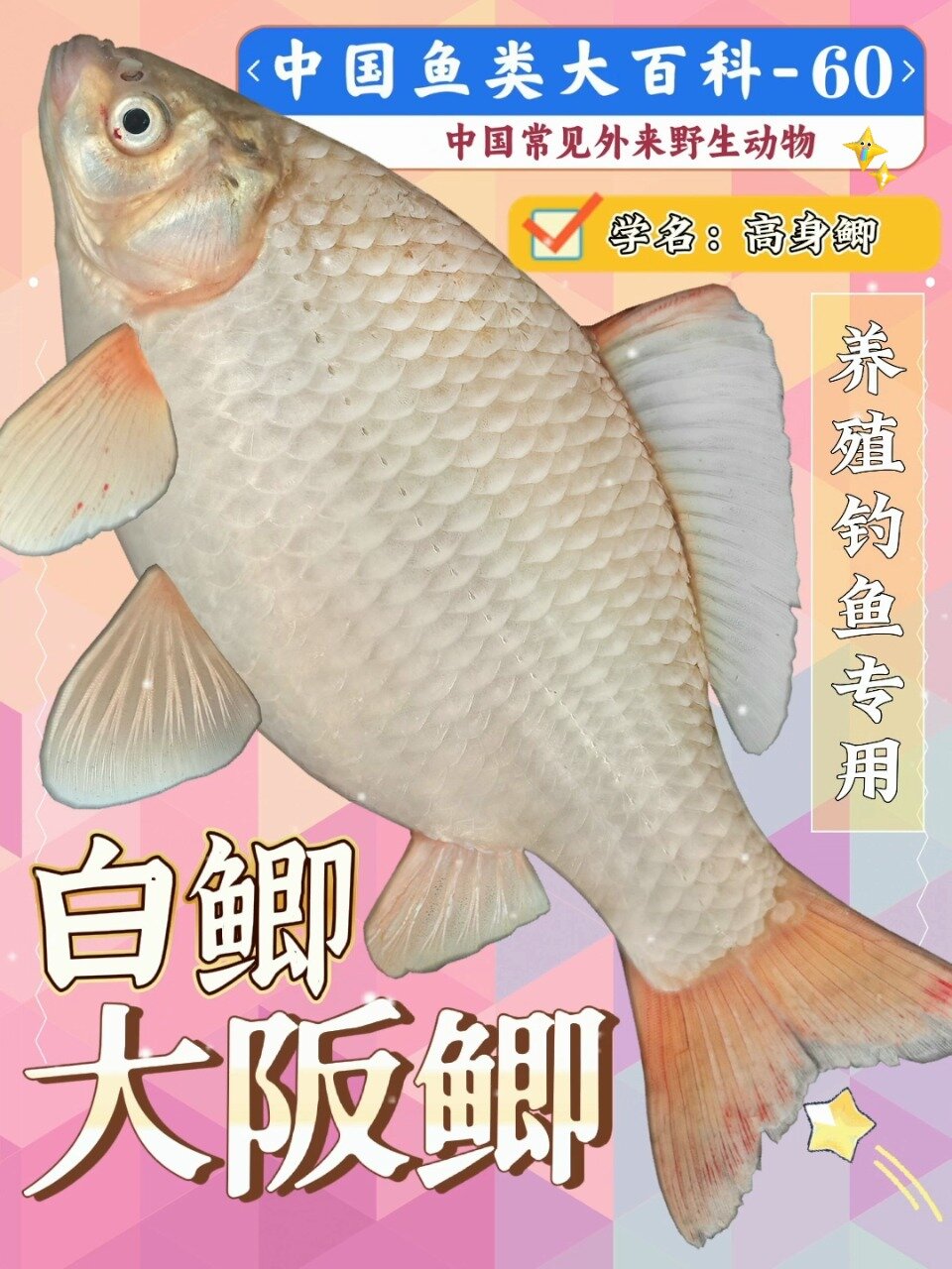 大阪鲫~白鲫鱼~垂钓食用的优良品种