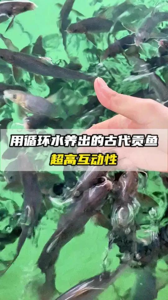 用循环水养出来的古代贡鱼,超高互动性