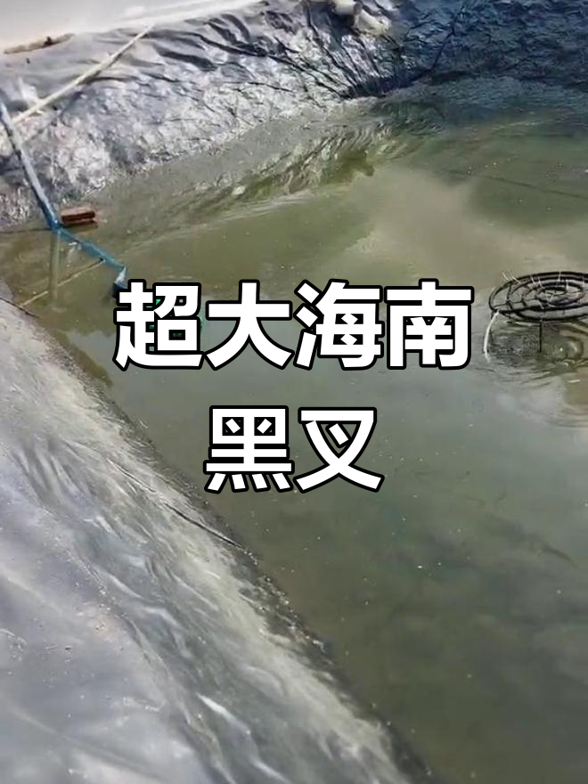海南黑叉斗鱼大作战