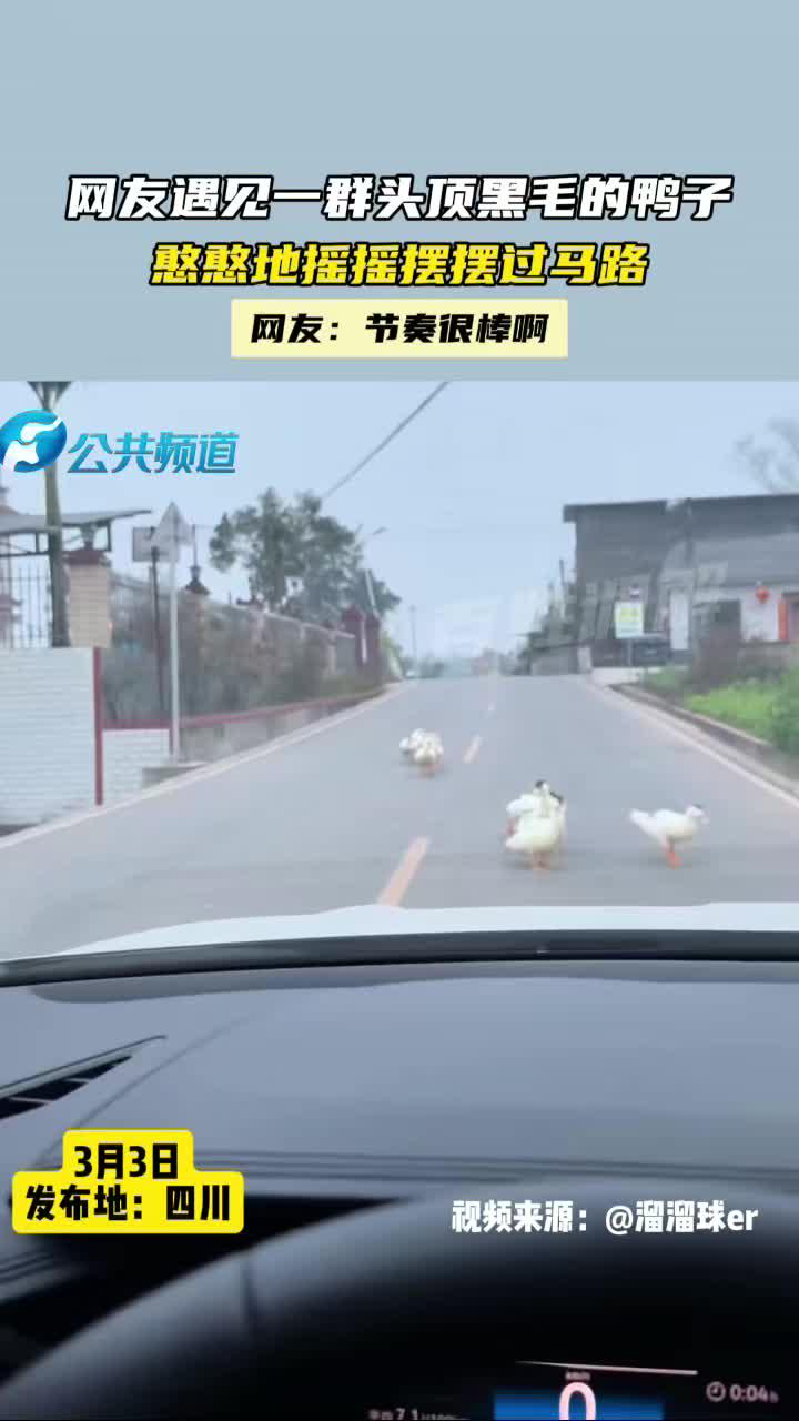 网友遇见一群头顶黑毛的鸭子,憨憨地摇摇摆摆过马路