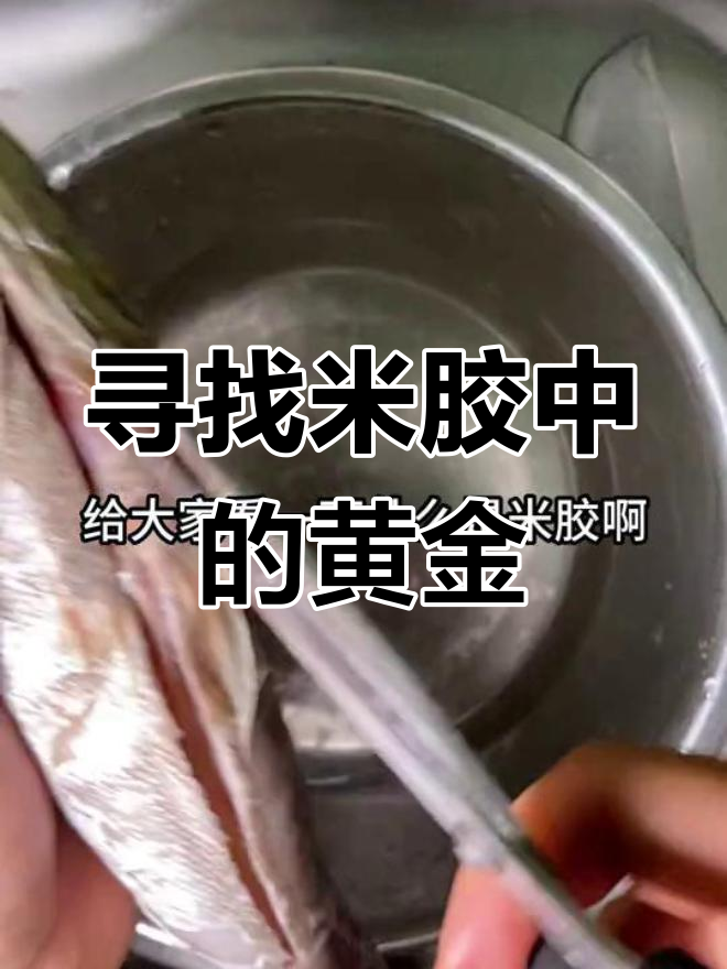 米鱼肚里的黄金秘密