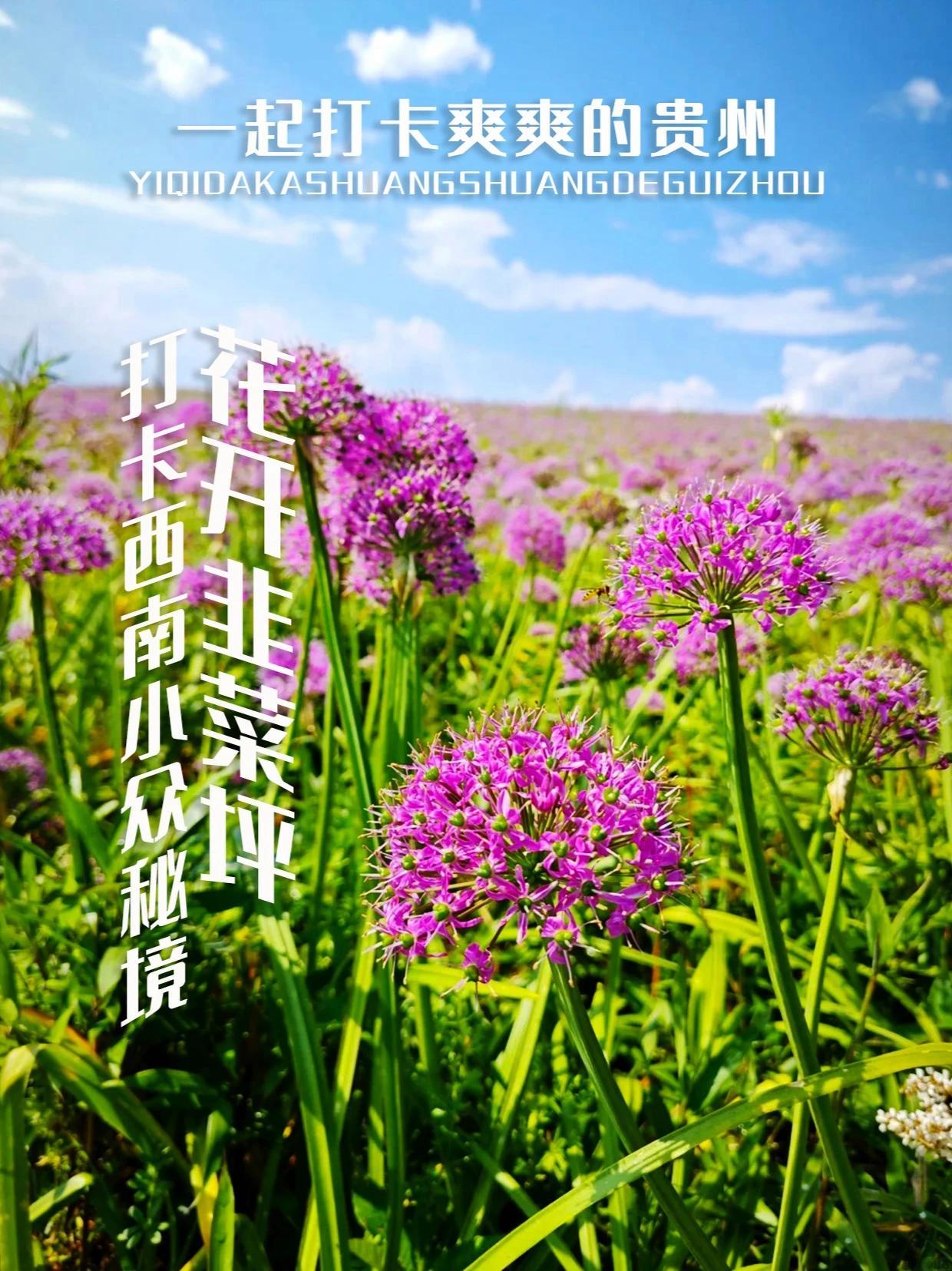 花季贵州！谁又能错过这片全国唯一韭菜花观赏地 贵州美好推荐官 韭菜坪阿西里西 旅行推荐官 