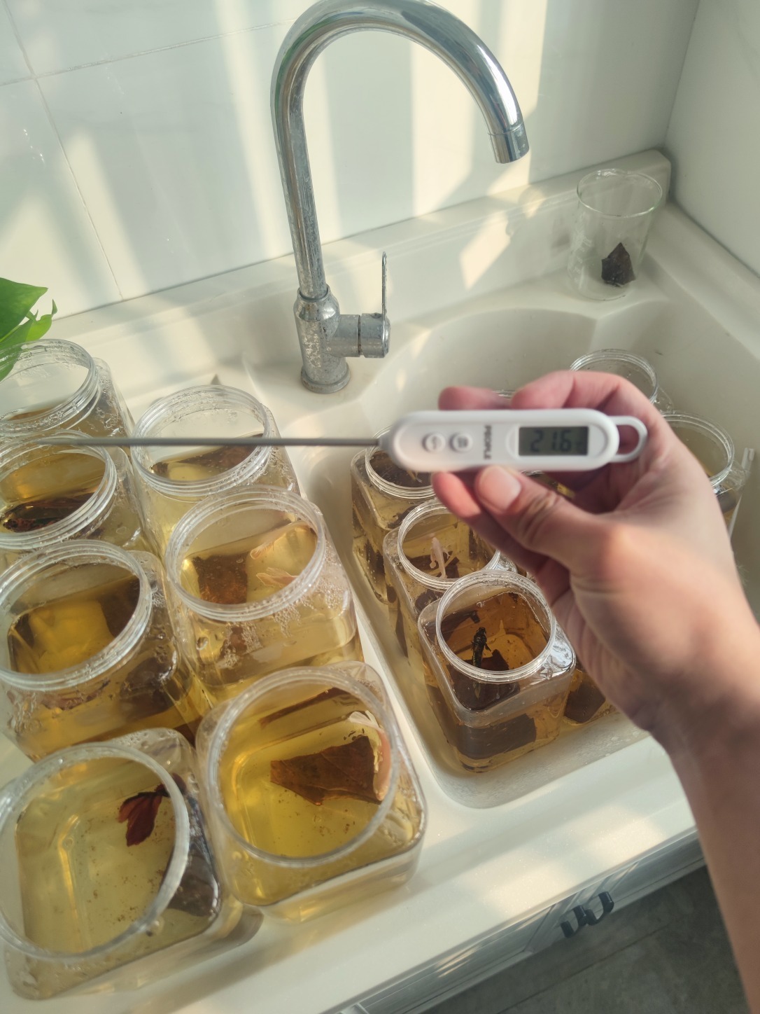 我是如何给斗鱼换水的!