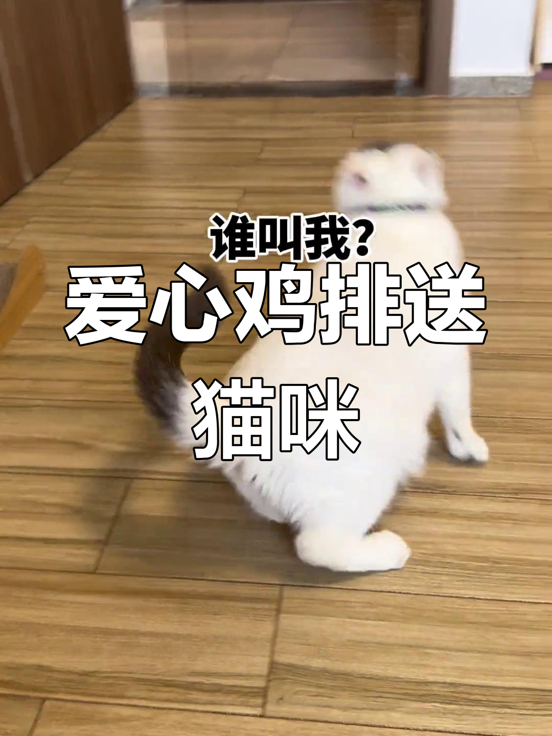 爱心鸡排大作战,猫咪们的七夕惊喜礼物