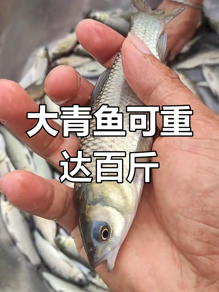 青鱼:淡水四大佳鱼之一,能长到几百斤