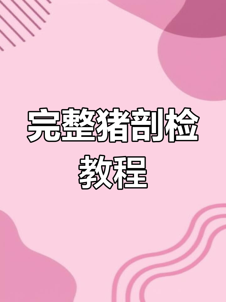 猪解剖全流程:从胸腔到关节的细致检查