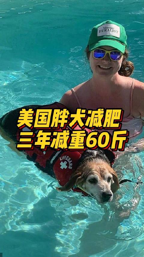 「美国一胖犬三年减重近60斤」据《每日邮报》10月24日报道,近日,来自美国亚利桑那州凤凰