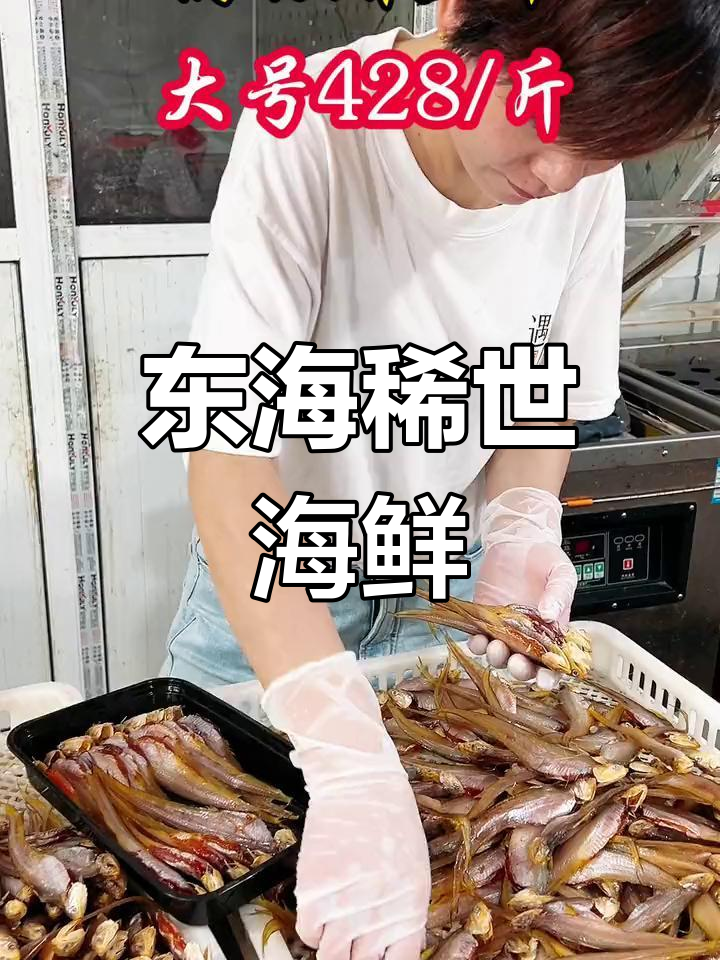 鲚鱼产籽,东海珍品,一年一度难得一见